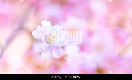 Spring border, spring blossom and April floral nature on blue background. Beautiful blur of colorful spring flowers, colors. Sunny cherry blossom Stock Photo