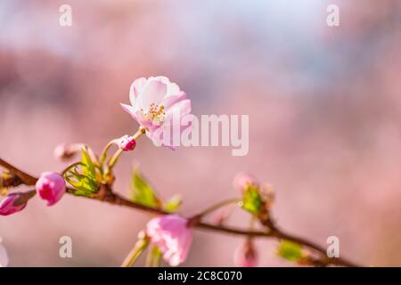 Spring border, spring blossom and April floral nature on blue background. Beautiful blur of colorful spring flowers, colors. Sunny cherry blossom Stock Photo