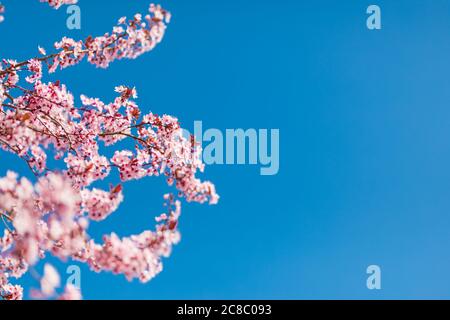 Pink cherry blossom on the Sakura tree. Sakura flowers are representative of Japanese flowers. Amazing spring nature. Beautiful colors of nature Stock Photo