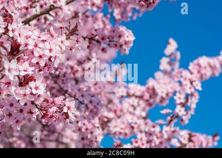 Pink sakura flowers - japanese cherry blossom Stock Photo - Alamy