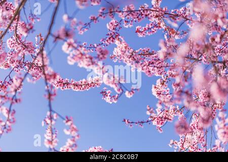 Pink cherry blossom on the Sakura tree. Sakura flowers are representative of Japanese flowers. Amazing spring nature. Beautiful colors of nature Stock Photo