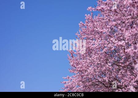 Beautiful cherry blossom sakura in spring time over blue sky. Spring border or background art with pink blossom. Beautiful nature scene with blooming Stock Photo