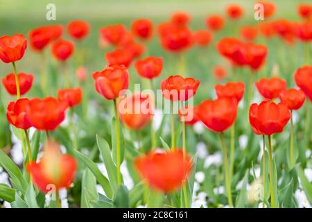 Group of red tulips on blurred park nature. Spring landscape. Garden magic with Stock Photo