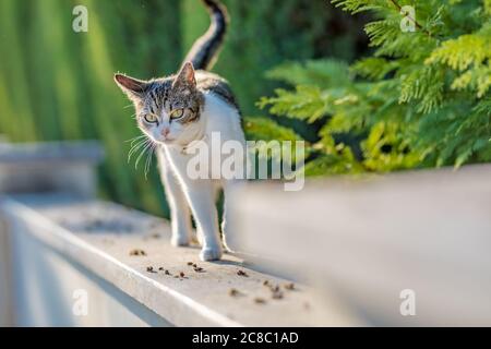 Front view of a tabby white British short hair cat balancing on stone fence. Beautiful cat pet portrait, outdoor green nature blur Stock Photo
