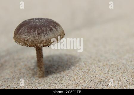 Dune Brittlestem Psathyrella ammophila Stock Photo
