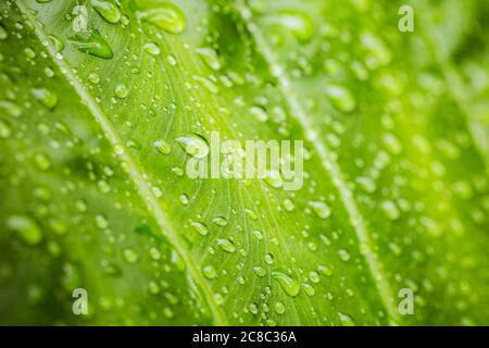 Drops of water on the leaves. Green nature background. Spa, zen calmness concept, freshness, greenery concept Stock Photo