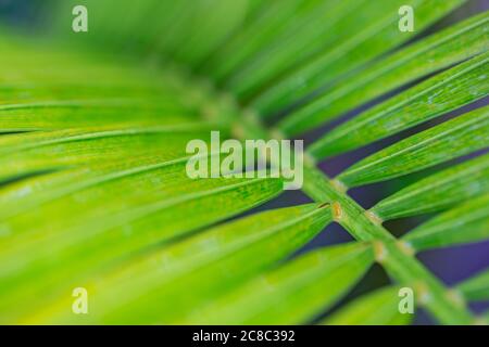 Palm leaves dark green background. Artistic tropical palm leaf and shadow, abstract natural green background, dark tone textures Stock Photo