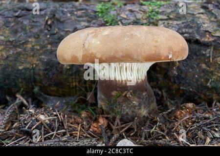 Poisonous mushroom Tapinella atrotomentosa in the spruce forest. Known as Velvet Rollrim or Velvet-footed Pax. Wild mushroom in the needles. Stock Photo