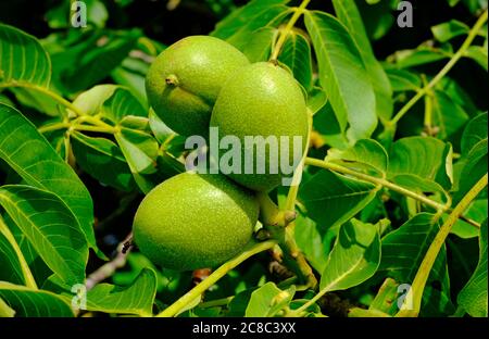 walnut tree green seeds, norfolk, england Stock Photo