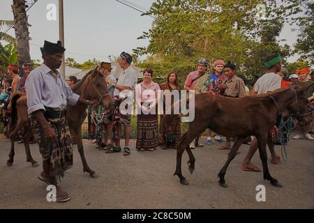 Umbu Ndjurumanna's relatives bringing ponies to Sarah Hobgen's local house as a 'belis' (traditional term for marriage proposal gift) before the procession of Sumbanese traditional marriage proposal. Archival photo. Reportage (2011). Stock Photo