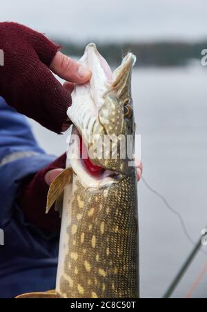 Fisherman holding northern pike with big hardbait in its mouth Stock Photo  - Alamy