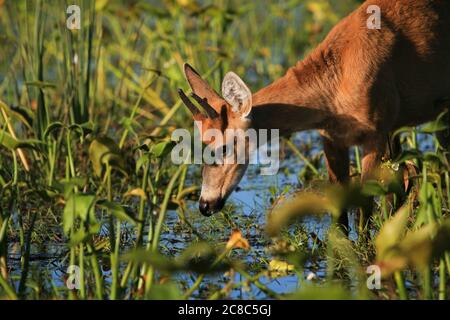 A young male Marsh deer or Ciervo de los pantanos (Blastocerus dichotomus), the largest deer in South America, in Esteros del Ibera, Argentina. Stock Photo