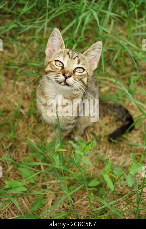 Lovely happy tabby kitten sitting in the summer garden on the grass Stock Photo