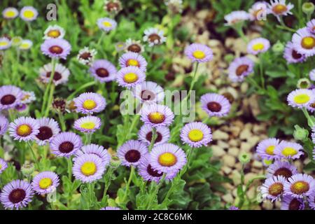 Erigeron glaucus fleabane 'Sea Breeze' in flower Stock Photo