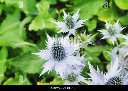 Eryngos, Alpine Sea Holly in bloom Stock Photo