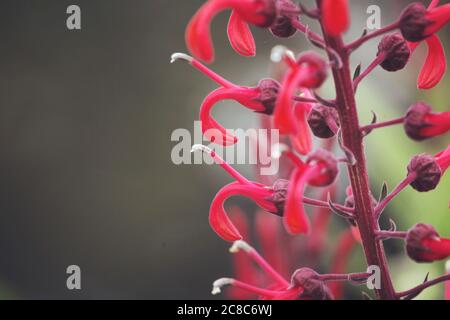 Lobelia cardinalis, red cardinal flower in bloom Stock Photo