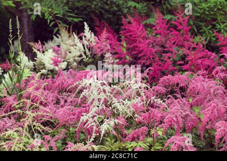 White and pink astilbe in bloom during the summer Stock Photo