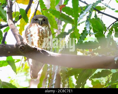 The brown hawk-owl, also known as the brown boobook, is an owl which is a resident breeder in south Asia from India, Sri Lanka, Bangladesh and Nepal Stock Photo