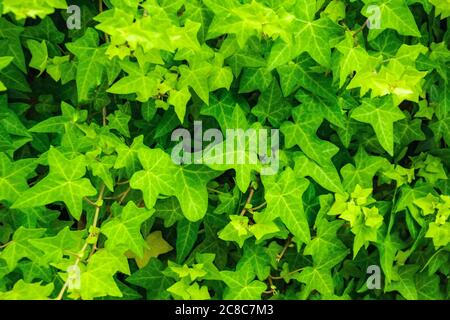 Green textural creeping ivy leaves a continuous coating Stock Photo