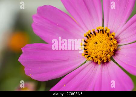 Macro flower photo with yellow and purple pink color, copy space. Close up Stock Photo