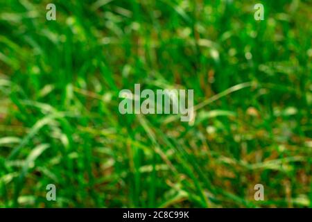Blurry green grass background copy space. Design template. Backdrop of nature. Out of focus photo Stock Photo