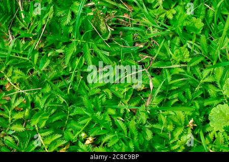 Green grass background top view. Backdrop design copy space Stock Photo