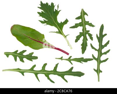 Mix of fresh lettuce, top view isolated on white background Stock Photo