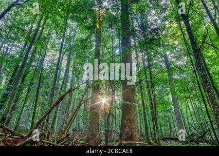 Calm sunrise in the primeval forest of the Mittelsteighuette, an original tree area in the bavarian forest, where the natural growth cicle takes place Stock Photo