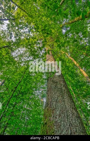 Tall Silver Fir trunk covered by Beech leaves, in a mixed primeval forest area, called Mittelsteighuette in the Bavarian Forest, Southern Germany Stock Photo