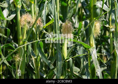 Texture of corn plants with young corn cobs. Stock Photo
