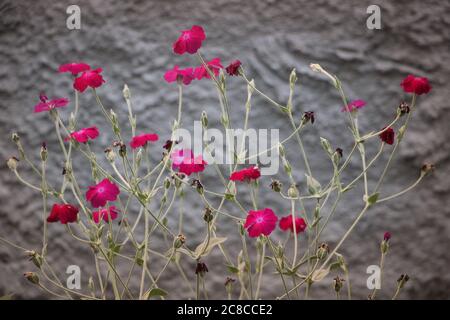 Madagascar periwinkle on grunge concrete wall background Stock Photo
