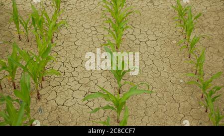 Very drought dry field land leaves with maize corn Zea mays, drying up the soil, drying up the soil cracked, climate change, environmental disaster Stock Photo