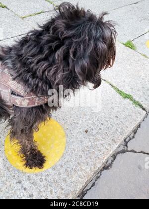 Dog on kepp your distance stand here floor mark for social distancing when queueing funny moment Stock Photo