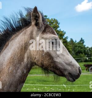 The Foal. A portrait of a cute three months old filly, a crossbreeding of Welsh Mountain and Connemara in Uppland, Sweden Stock Photo