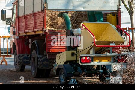 The worker with helmet cutting branches with chainsaw and load on a truck to transport them to landfill Stock Photo