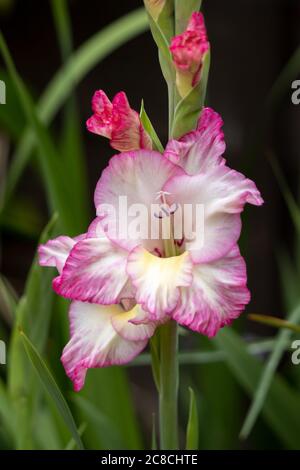 Pink and white hybrid Gladiolus flowering in an English garden Stock Photo