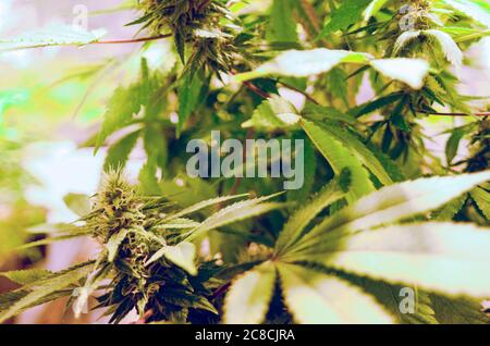 Home Grown Cannabis plants. Skunk marijuana plants (Cannabis sativa) being grown in pots. The leaves and flower heads of this plant contain the psycho Stock Photo