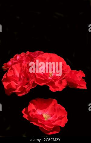 Three vibrant red Roses against a black background. Stock Photo