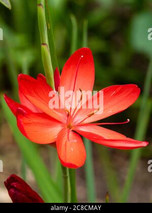Red flower of the hardy perennial flag lily, Hesperantha coccinea 'Major' Stock Photo
