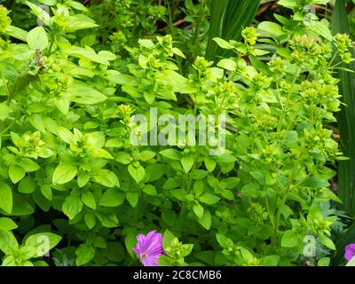 Fresh green foliage of the edible culinary herb Origanum marjorana, sweet marjoram Stock Photo