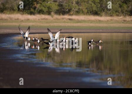 A group of Black Skimmers (Rynchops niger) at the edge os a lake in South Pantanal, Brazil Stock Photo