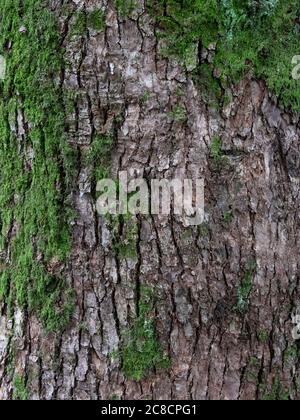 tree bark with green moss close up background, texture Stock Photo