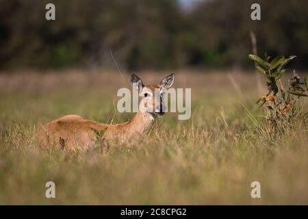 Female Pampas Deer (Ozotoceros bezoarticus) from South Pantanal, Brazil Stock Photo