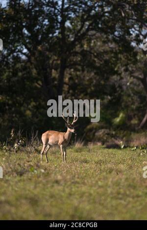 Male Pampas Deer (Ocotoceros becoarticus) from South Pantanal, Brazil Stock Photo