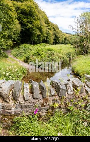 A solitary foxglove growing in Exmoor National Park beside Robbers Bridge over Weir Water near Oare, Somerset, England UK Stock Photo