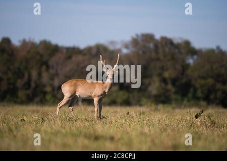 Male Pampas Deer (Ocotoceros becoarticus) from South Pantanal, Brazil Stock Photo