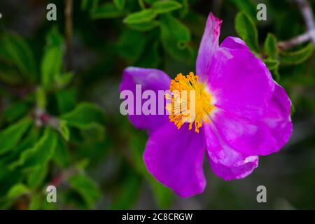 Purple Hoary Rockrose, Cistus creticus, flower growing from tree, in the Maltese countryside. Stock Photo