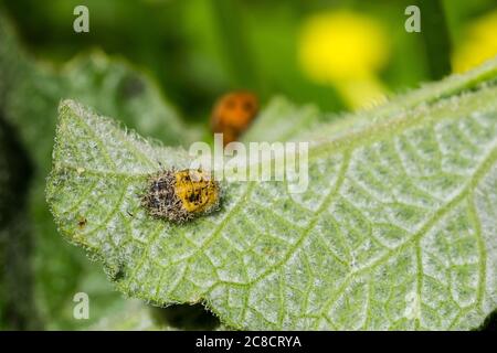 Macro shot of an abandoned ladybug pupa, with a blurred orange ladybug beetle in the background. Stock Photo