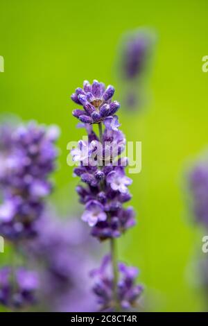 Lavender [Lavandula angustifolia] flower head Stock Photo