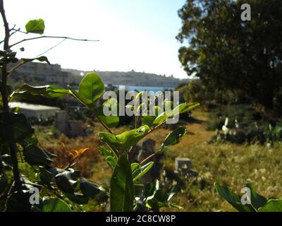 KALKARA, MALTA - Apr 16, 2014: A branch and leaves from a carob tree, with a blurred view of Valletta and Bighi Hospital in the background. Stock Photo